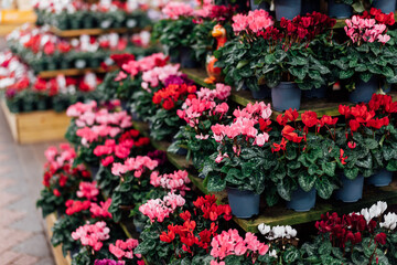 Seasonal blooming winter flowers. Rows of pink and red cyclamen flowers in a pots in the garden store center. Gardening hobby, Selective focus, copy space.