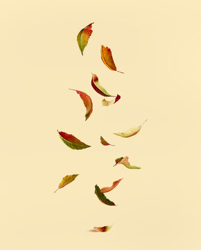 Falling autumn leaves at yellow background.