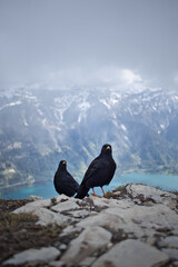 Pyrrhocorax graculus alpine chough