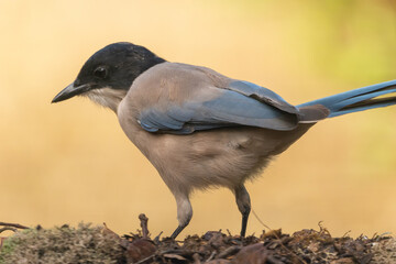 Beautiful close profile portrait of an Iberian Magpie that is on leaves and a trunk, near Cordoba, Andalusia, Spain