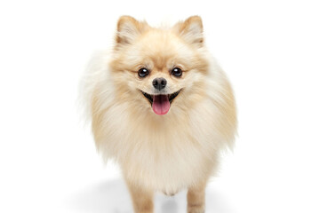Closeup face of charming fluffy pomeranian spitz isolated on white background. Concept of breed...