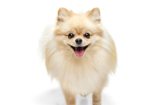 Closeup face of charming fluffy pomeranian spitz isolated on white background. Concept of breed domestic animal. health care, vet.