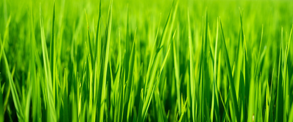 green grass background