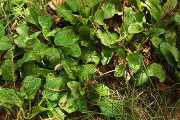 Fototapeta premium Beautiful green broadleaf plantain plants growing outdoors