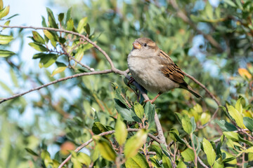 Beautiful portrait of a House Sparrow perched on a branch looking straight ahead, near Cordoba, Andalusia, Spain