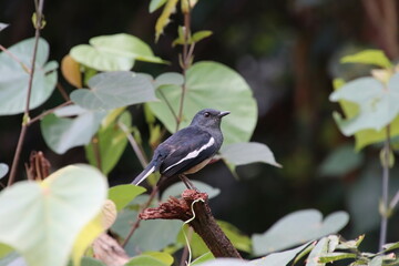 Oriental Magpie Robin in a park