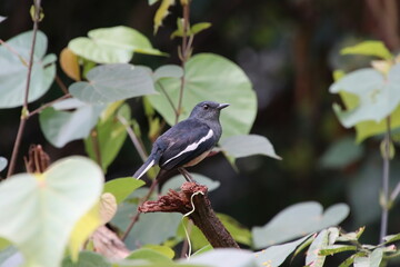 Oriental Magpie Robin in a park