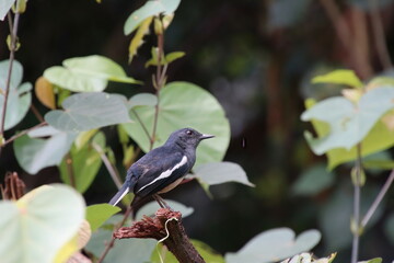Oriental Magpie Robin in a park