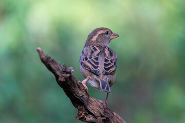 Beautiful portrait of a House Sparrow perched on a log with its back turned but with its head to the side looking around, near Cordoba, Andalusia, Spain