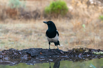 Beautiful profile portrait of a magpie on a log and water just below with a drop of water in its beak, near Cordoba, Andalusia, Spain
