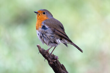 Beautiful side close portrait of European Robin on thick branch and drops in plumage looking sideways, near Cordoba, Andalusia, Spain
