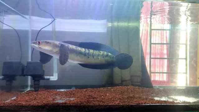 footage of ornamental fish called channa mari yellow fish in the aquarium