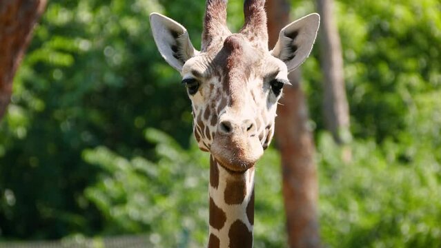 Reticulated giraffe (Giraffa camelopardalis reticulata) looking at the camera, close-up