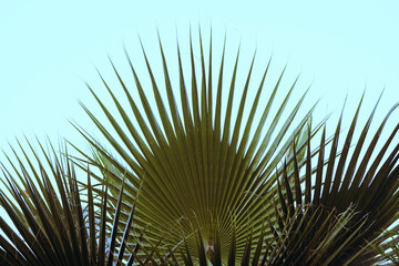 Close up Windmill Palm , can grow any weather conditions.