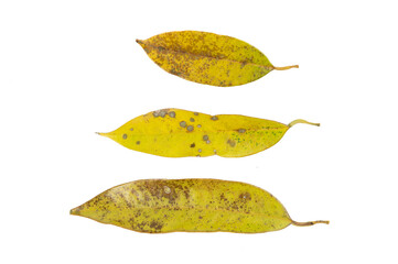 Yellow leaf spot mold in durian tree isolated on white background, problem of agriculture in...