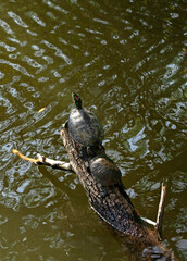sunbathing little turtles

