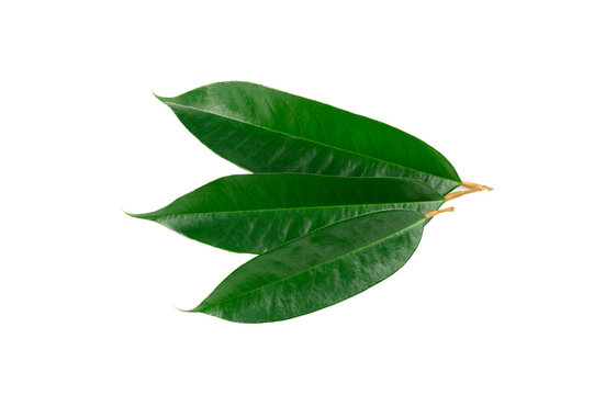 Fresh green durian leave isolated on white background, decoration for advertising concept