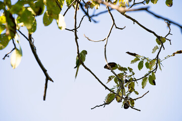 Alexander parrot on a tree autumn time, selective focus