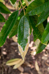 Close up burning leaf disease in durian tree, problem of agriculture in Thailand	