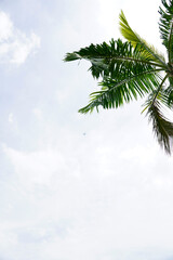 Palm tree leaves and branch in the background of cloudy sky