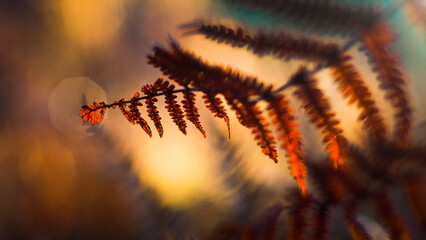 Macro de feuilles de fougère aux teintes rougeoyantes, photographiées pendant le coucher du soleil, dans la forêt