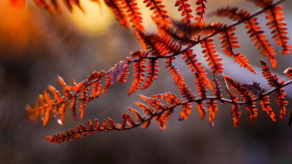 Macro de feuilles de fougère aux teintes rougeoyantes, photographiées pendant le coucher du...