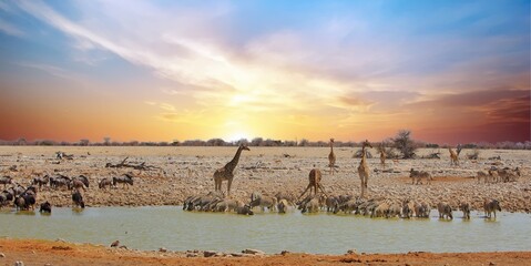 Panoramic view from Okaukeujo camp, The waterhole is full of lots of different animals including giraffe, zebra, springbok and wildebeest. - obrazy, fototapety, plakaty