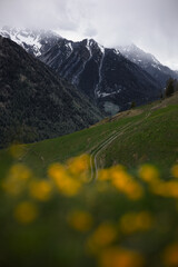 mountain with flowers 