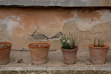 flowers in pots on the wall