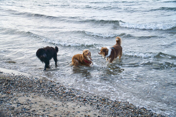 Goldendoodle and Australian Shepherd dogs playing in the sea. Frolicking in the water