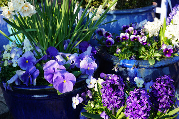 pansies, purple hyacinths and narcissi in beautiful blue pots