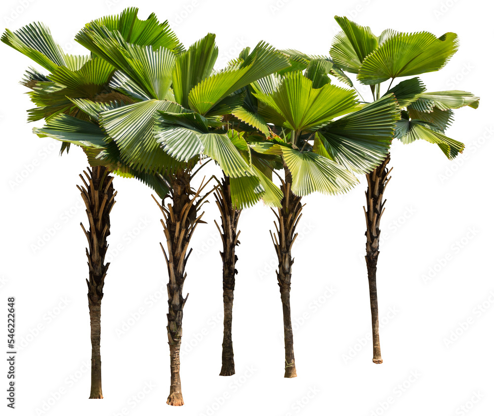 Aufkleber isolated cutout of a palm tree on a transparent background