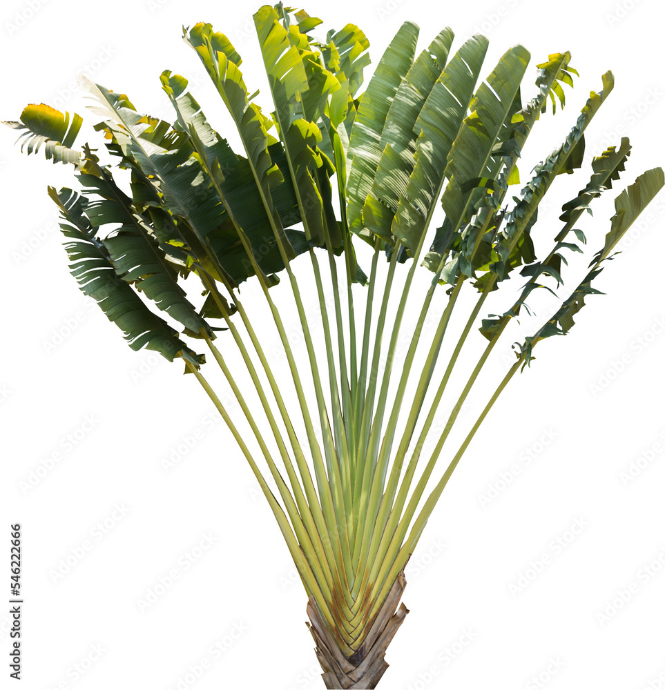 Poster Isolated cutout of a palm traveler's tree on a transparent background
