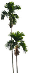 Isolated cutout of a palm tree on a transparent background © NomadPhotoReference