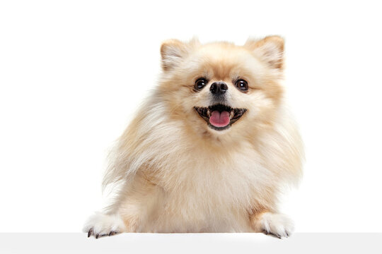 Closeup face of charming fluffy pomeranian spitz isolated on white background. Concept of breed domestic animal. health care, vet.