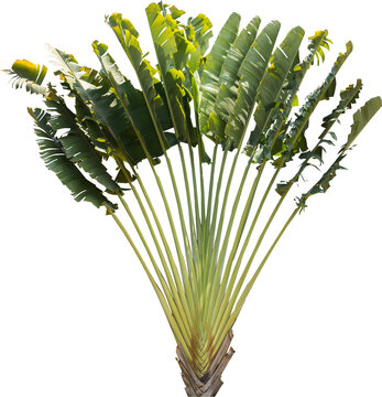 Isolated cutout of a palm traveler's tree on a transparent background