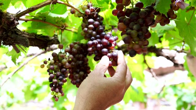 Seedless grapes. The owner of the farm grows and takes care of it closely. Productivity is satisfactory. Planted at Wang Nam Khiao Nakhon Ratchasima Province, Thailand 2022-11-10