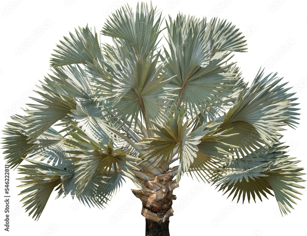 Aufkleber isolated cutout of a palm tree on a transparent background
