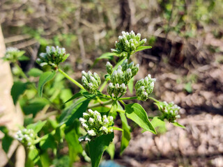 Chromolaena odorata flowers in the jungle