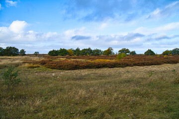 Obraz premium In front of landscape with grass and heather in Denmark, in front of the dunes