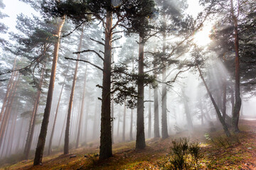 Mountain covered with fog. Trees and vegetation. Autumn landscape. Foggy day. Mountain landscape. Humid climate.