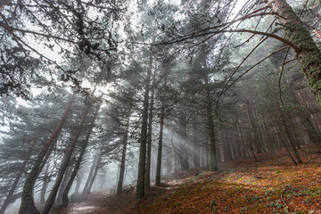 Mountain covered with fog. Trees and vegetation. Autumn landscape. Foggy day. Mountain landscape. Humid climate.