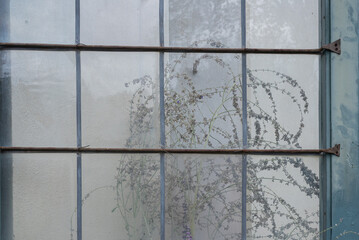 a plant behind an old window with metal bars