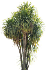 Isolated cutout of a cabbage tree on a transparent background