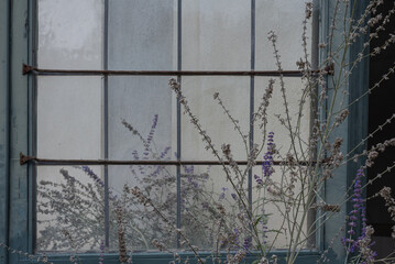 a plant behind and in front of the old window with metal bars

