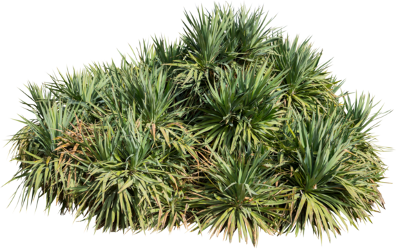 Isolated cutout of a palm tree on a transparent background