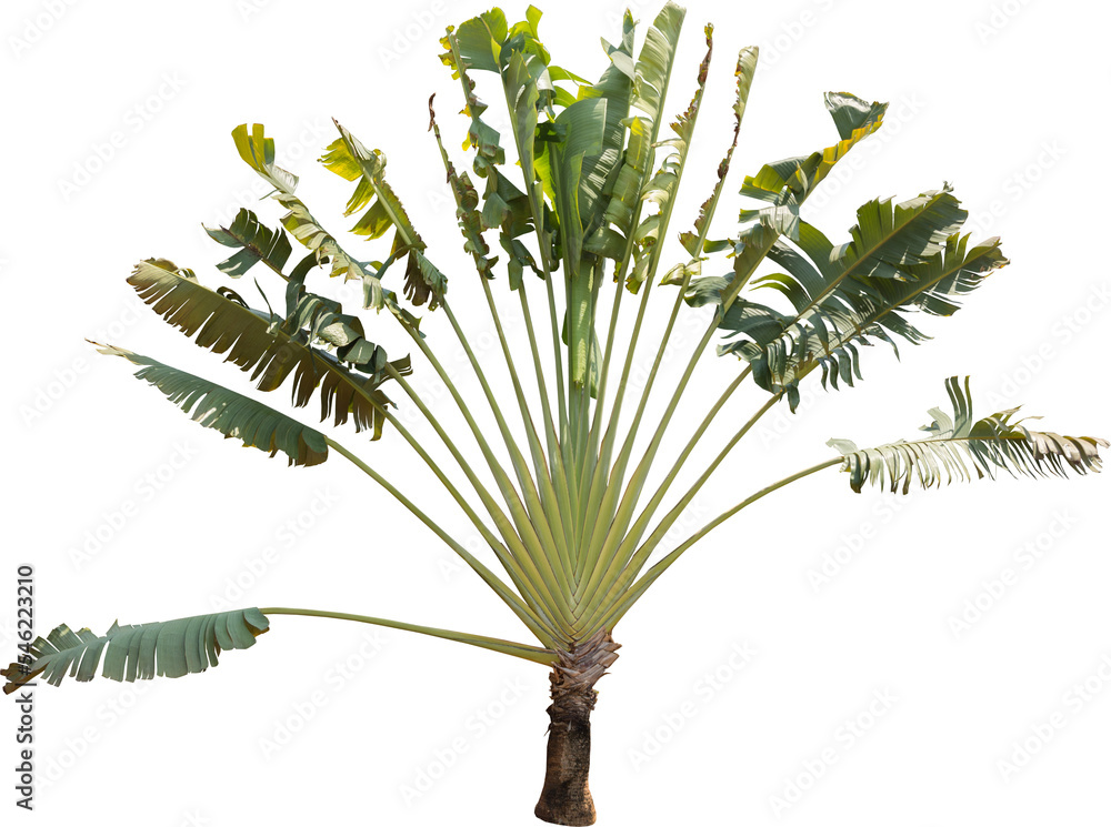 Poster isolated cutout of a traveler's tree on a transparent background