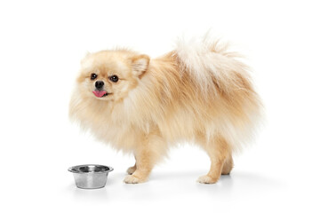 Obraz premium Cute small sand color pomeranian Spitz, doggy or pet standing near bowl isolated over white background. Concept of motion, action, movement, pets love. Looks happy, funny