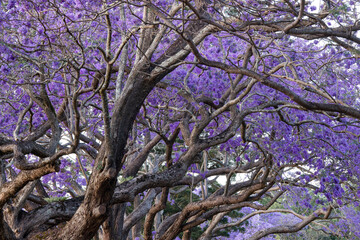 Tree branches and purple jacaranda flowers.