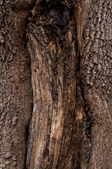 Tree bark brown texture close up, natural background